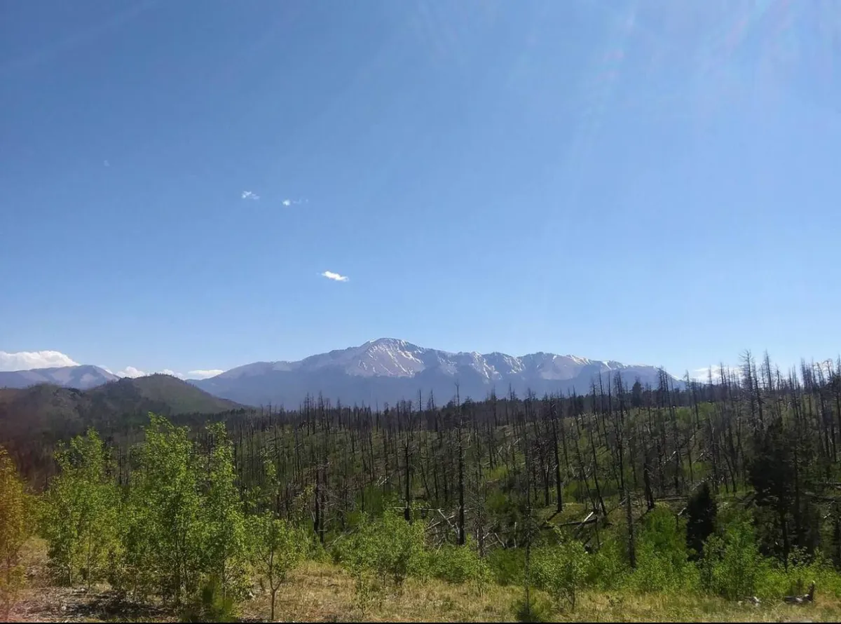 A tranquil natural landscape with lush green foliage in the foreground, charred tree trunks adding character, and distant snow-capped mountains. The setting invites outdoor activities like hiking, nature photography, and wildlife observation, evoking a sense of serenity and exploration.
